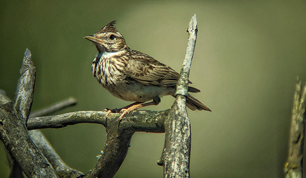 Birding Guidance