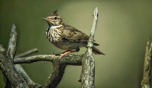 Birding Guidance doloremque