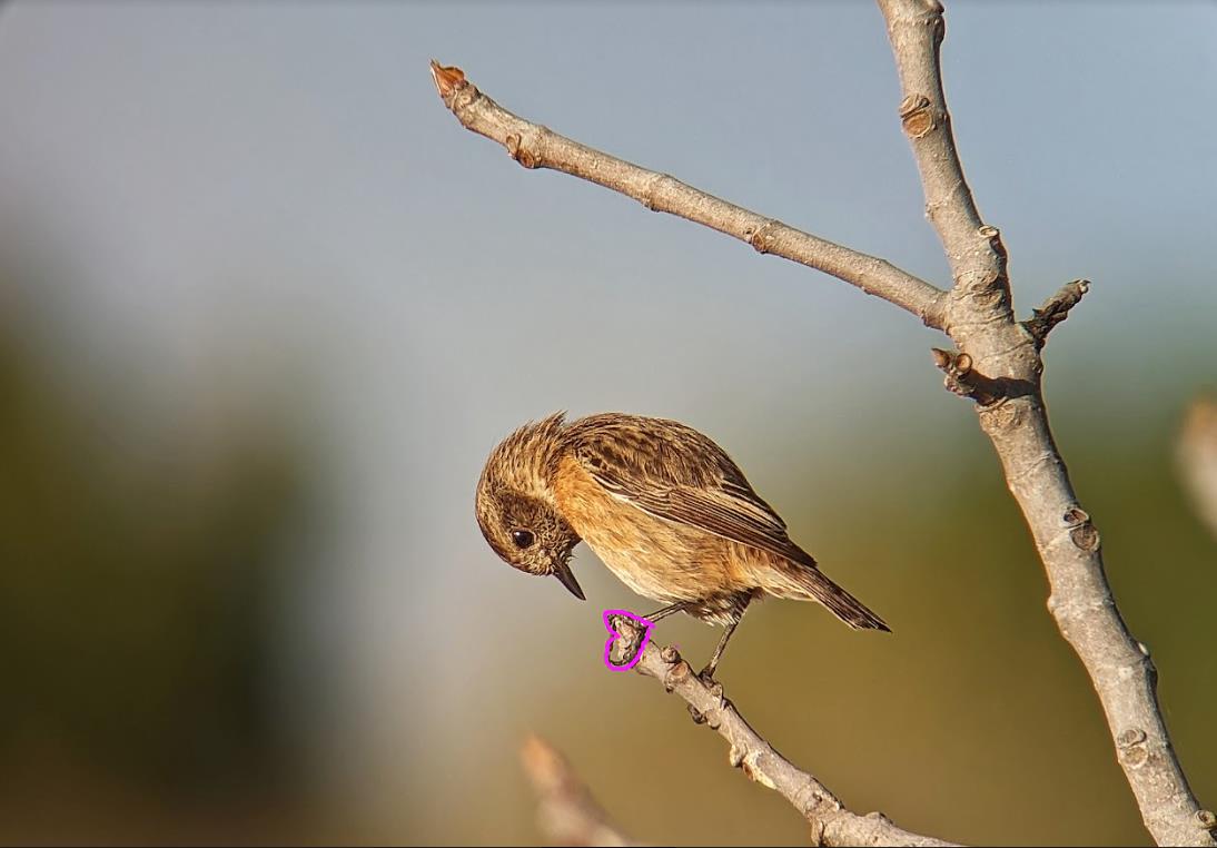 First week- European stonechat