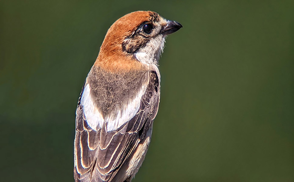 Second Week---Woodchat Shrike