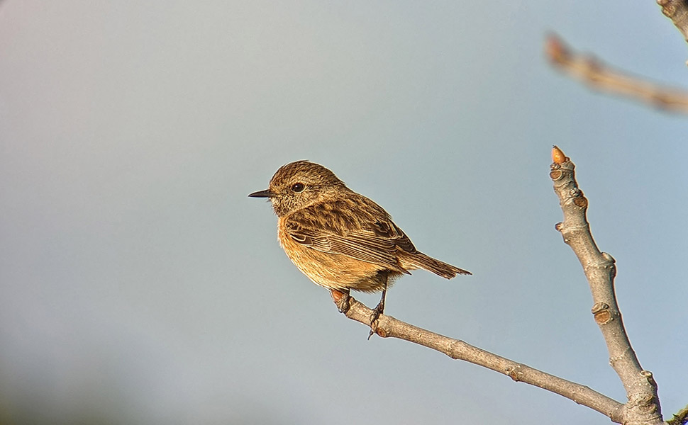 A Very Helpful Tool For Birding----Binocular