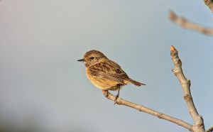 A Very Helpful Tool For Birding----Binocular doloremque