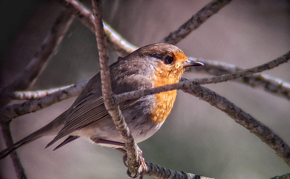 Fourth Week- European Robin