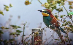 Tips for Digiscoping doloremque