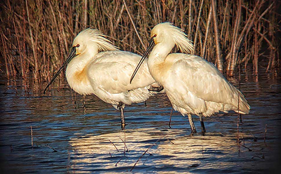 The Seventh week-Eurasian spoonbill