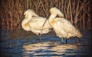 The Seventh week-Eurasian spoonbill doloremque