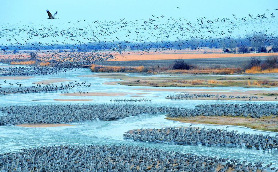 The Journey of Migratory Birds - How Far Do They Cover?