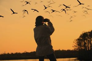 What is the Best Time for Birding? doloremque