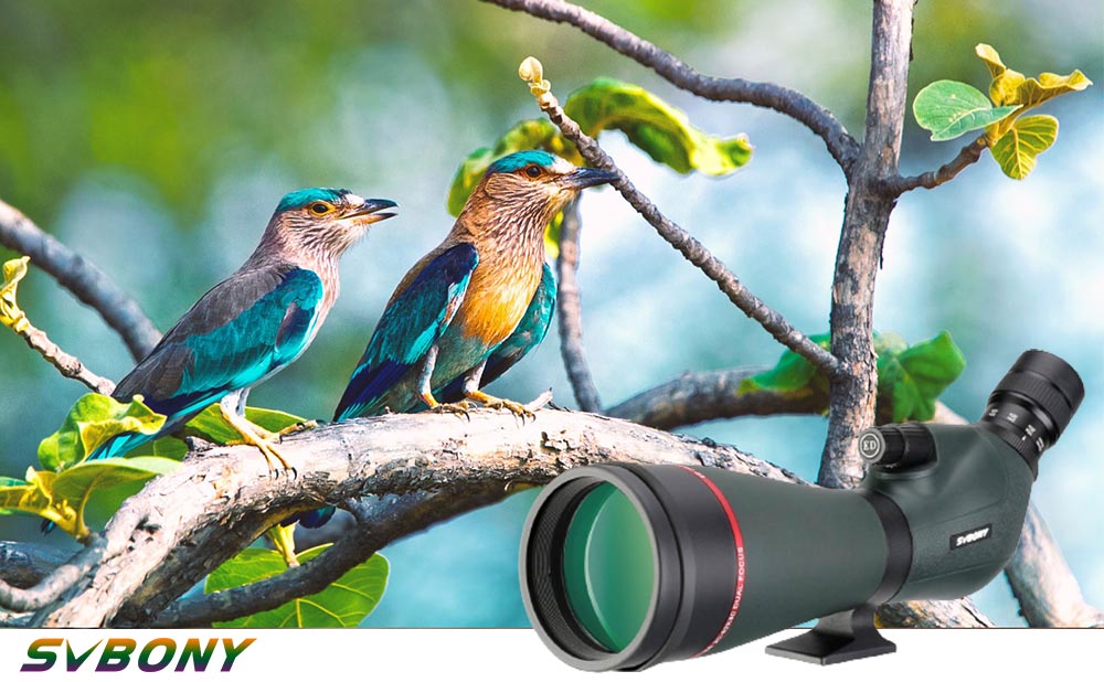 How to Choose a Birdwatching Scope