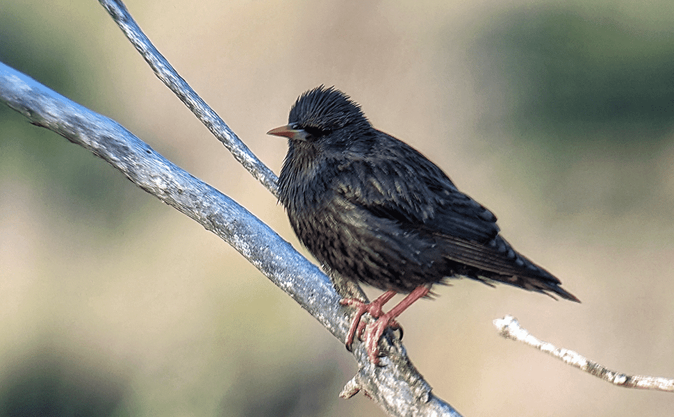 Sturnus unicolor - Sv406p + Pixel 6.png