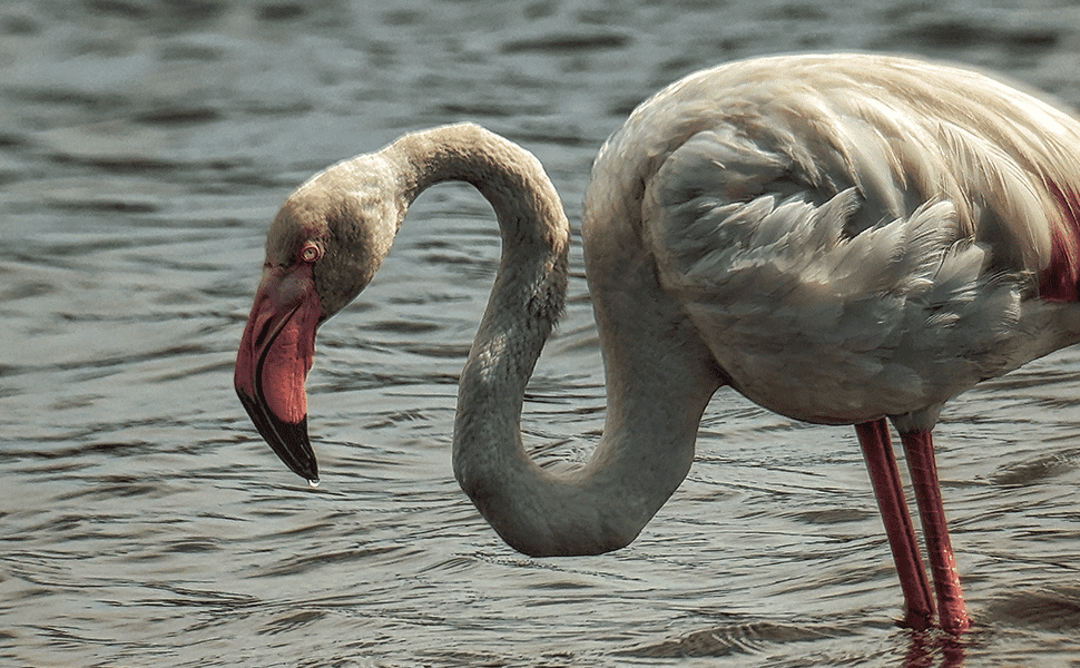 Phoenicopterus roseus 2 - Sv406p+Pixel 6.png