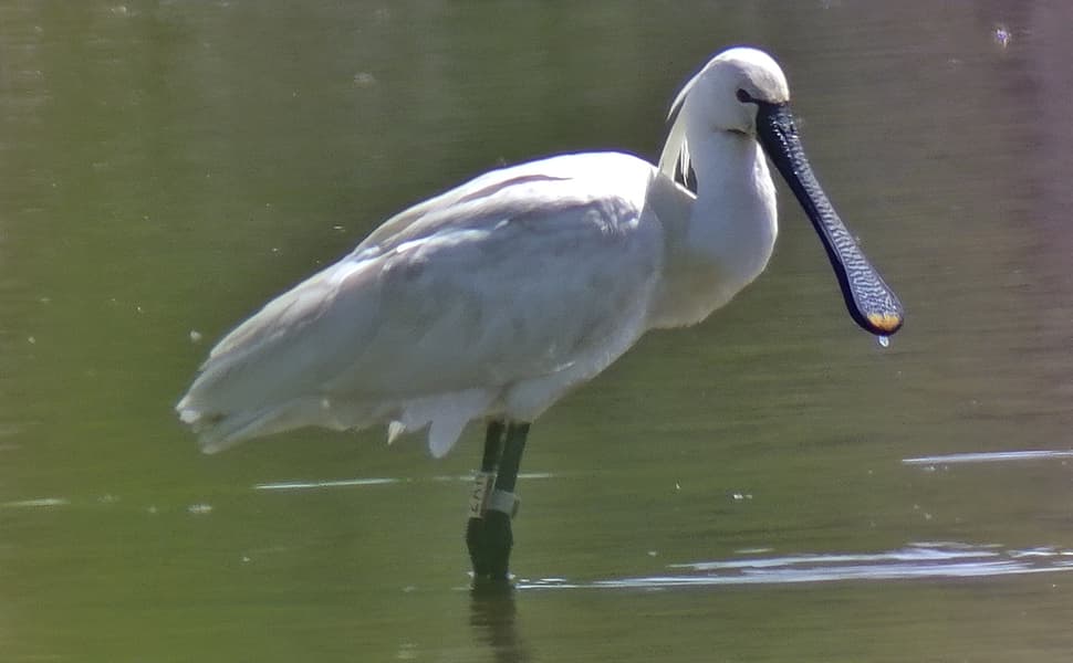 Platalea leucorodia - SC001.jpg