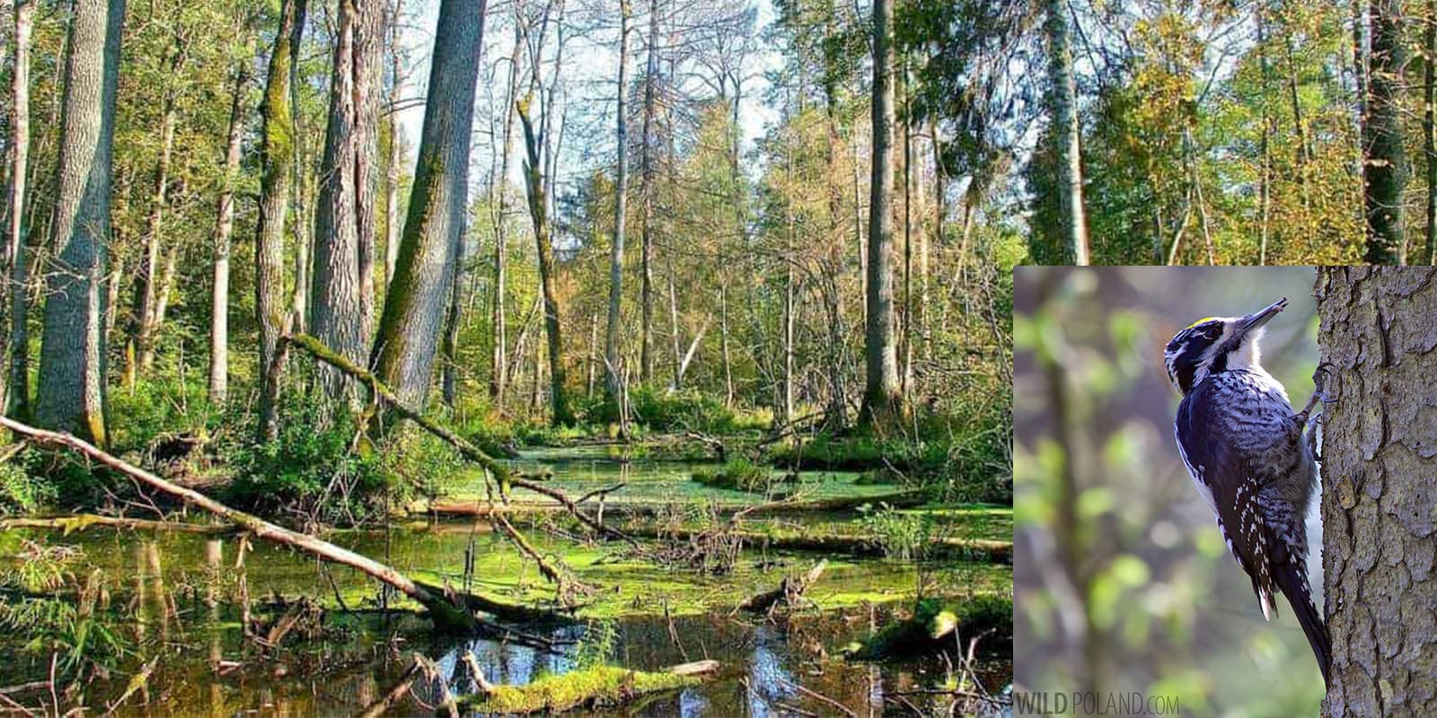 Białowieża Forest.jpg