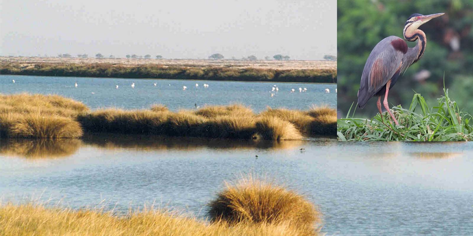 Doñana National Park.jpg